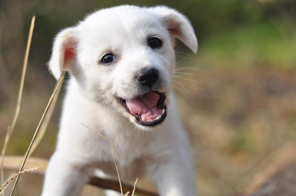 副業で月5万円を得るための申告方法、白色と青色の比較は？