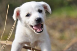 副業で月5万円を得るための申告方法、白色と青色の比較は？